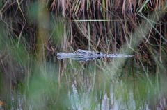 Alligator River National Wildlife Refuge photo