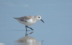 Alligator River National Wildlife Refuge photo