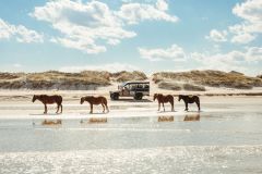 Wild Horse Adventure Tours photo