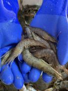 Risky Business Shrimping &amp; Crabbing Charters photo