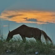 Back Beach Wild Horse Tours Corolla NC photo