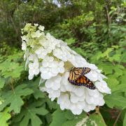 Elizabethan Gardens photo