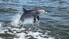 Captain Johnny’s Dolphin Tours photo