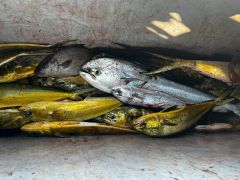 Outer Banks Fishing Charters photo