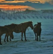 Back Beach Wild Horse Tours Corolla NC photo