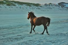 Back Beach Wild Horse Tours Corolla NC photo