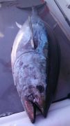 Outer Banks Fishing Charters photo