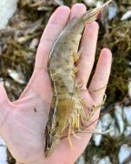 Risky Business Shrimping &amp; Crabbing Charters photo