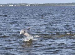 Captain Johnny’s Dolphin Tours photo