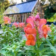 Elizabethan Gardens photo
