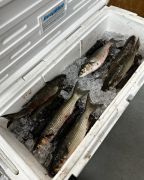 Tradewinds Tackle Shop photo