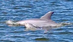 Captain Johnny’s Dolphin Tours photo