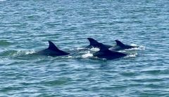 Captain Johnny’s Dolphin Tours photo