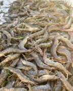 Risky Business Shrimping &amp; Crabbing Charters photo