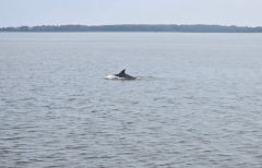 Harbor Star Dolphin Tours photo