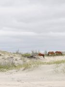 The Northern Outer Banks photo