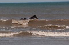 Back Country Wild Horse Safari photo