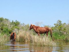 Back Country Wild Horse Safari photo