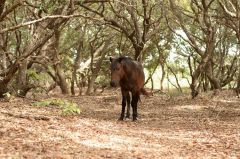 Back Country Wild Horse Safari photo