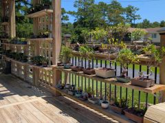 Silver Bonsai Gallery photo