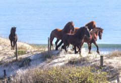 Corolla Wild Horse Fund photo