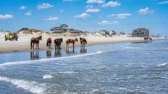 Back Beach Wild Horse Tours photo
