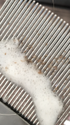 Outer Banks Lice Care photo