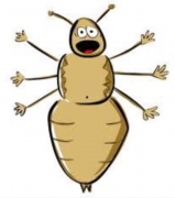 Outer Banks Lice Care photo