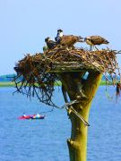 Basnight’s Lone Cedar Outer Banks Seafood Restaurant photo
