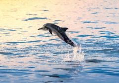 Harbor Star Dolphin Tours photo