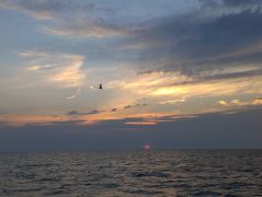 Hallie M Shrimping Charters photo