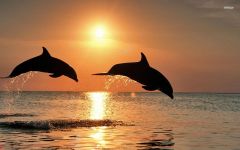 Harbor Star Dolphin Tours photo