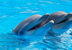 Harbor Star Dolphin Tours photo