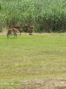 OBX Campground photo