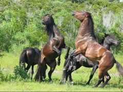 See the Corolla wild horses with Back Country Safari Tours