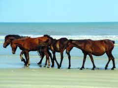 Wild Corolla horses on the beach