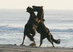 Wild Corolla horses playing in the ocean