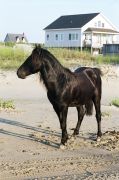 Corolla wild horses