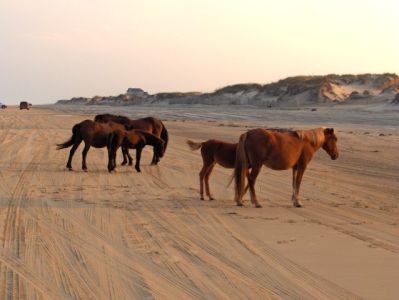 horse tours in the outer banks