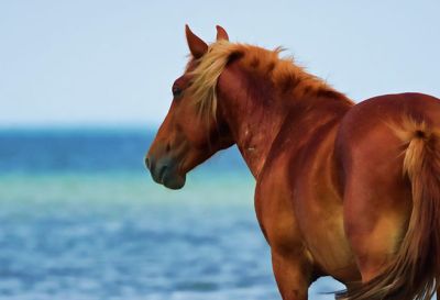 horse tours in the outer banks