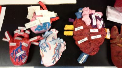 7th grade heart models
