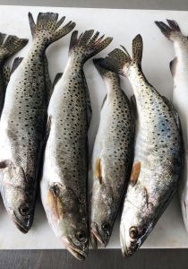 Diamond Shoals Restaurant &amp; Sushi Bar photo