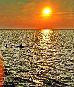 Captain Johnny’s Dolphin Tours photo