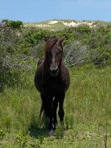 Back Country Wild Horse Safari photo