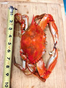 Fat Crabs Rib Company photo