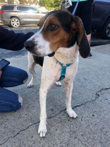 Outer Banks SPCA photo