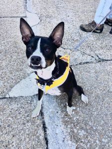 Outer Banks SPCA photo