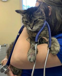 Outer Banks SPCA photo
