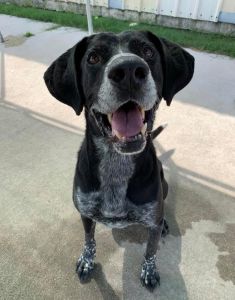 Outer Banks SPCA photo
