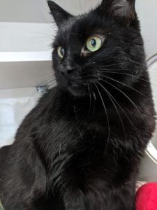Outer Banks SPCA photo